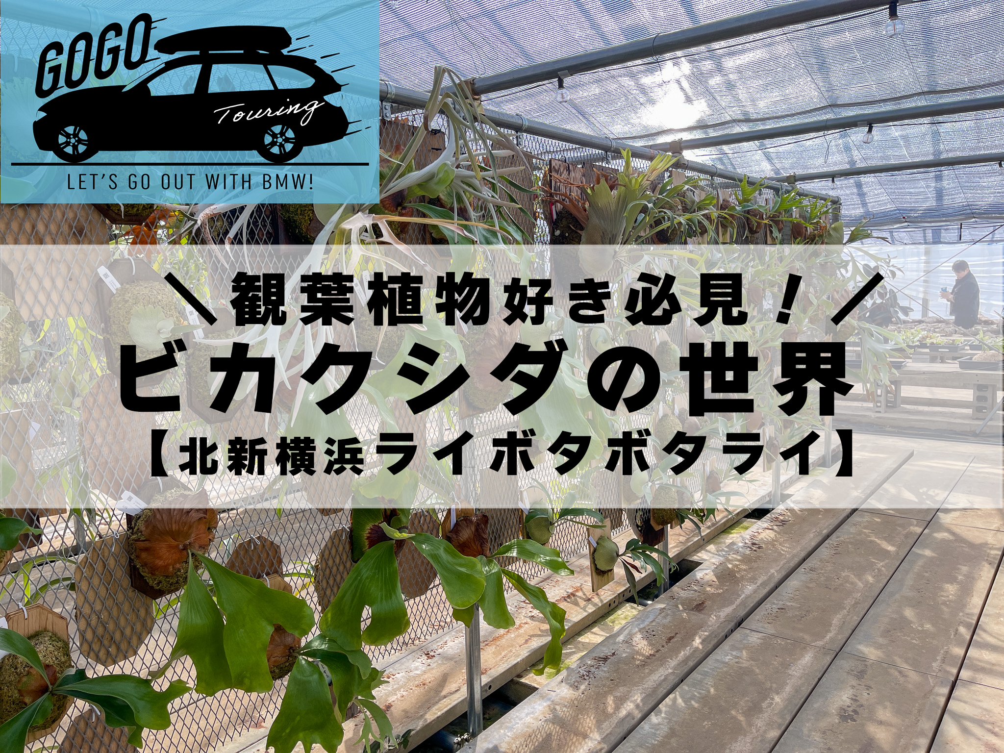 ツーリングでGOGO!!BMWででかけよう！観葉植物好き必見！ビカクシダの